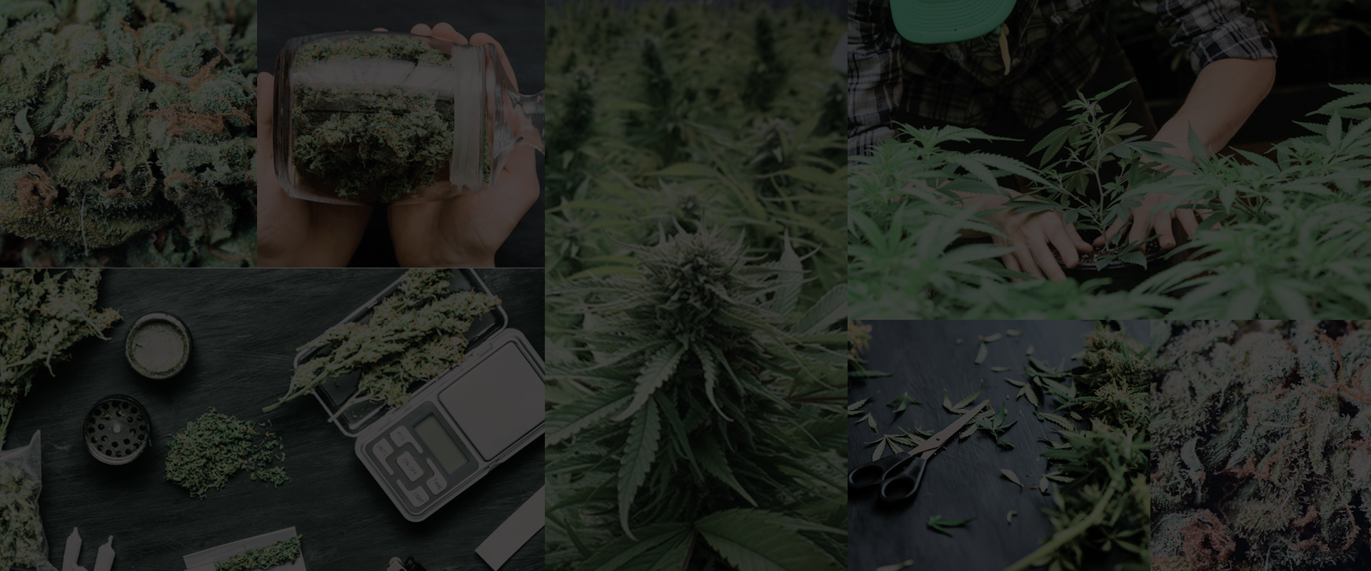 ak-weeds-header-collage