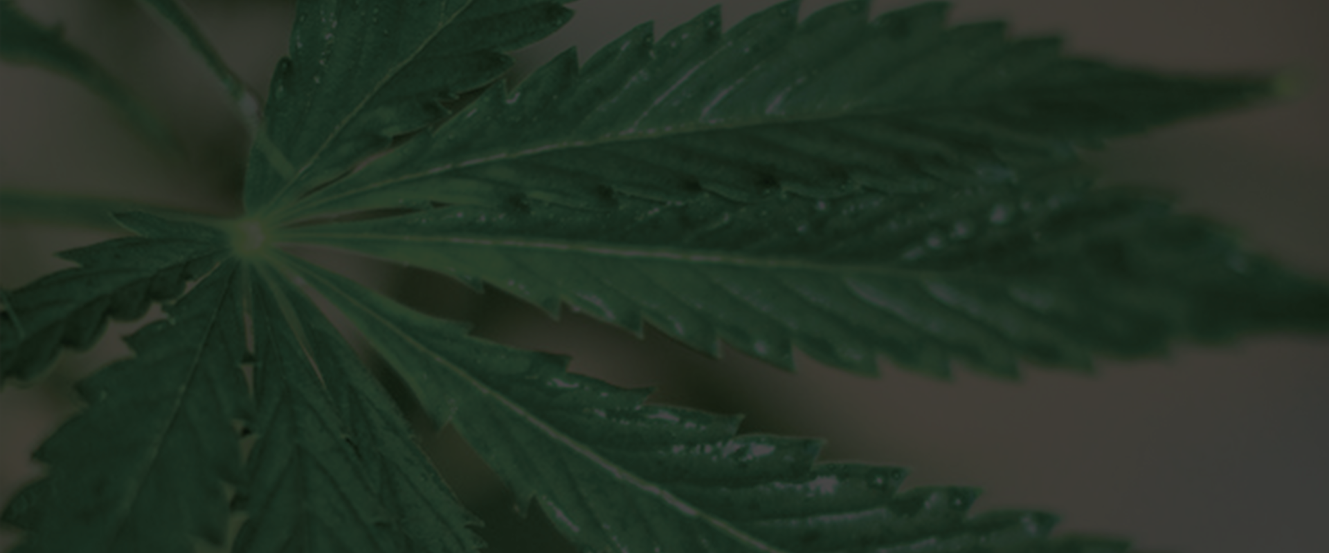 ak-weeds-header-loyalty